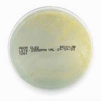 PLACA ÁGAR CLED, 90X15mm, PCT COM 10 UNID - RENYLAB