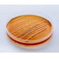 PLACA ÁGAR MAcCONKEY, 90X15mm, PCT COM 10 UNID. - RENYLAB